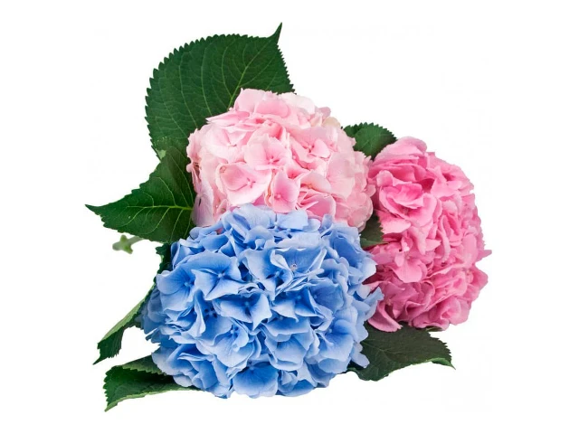 Гортензия искусственная